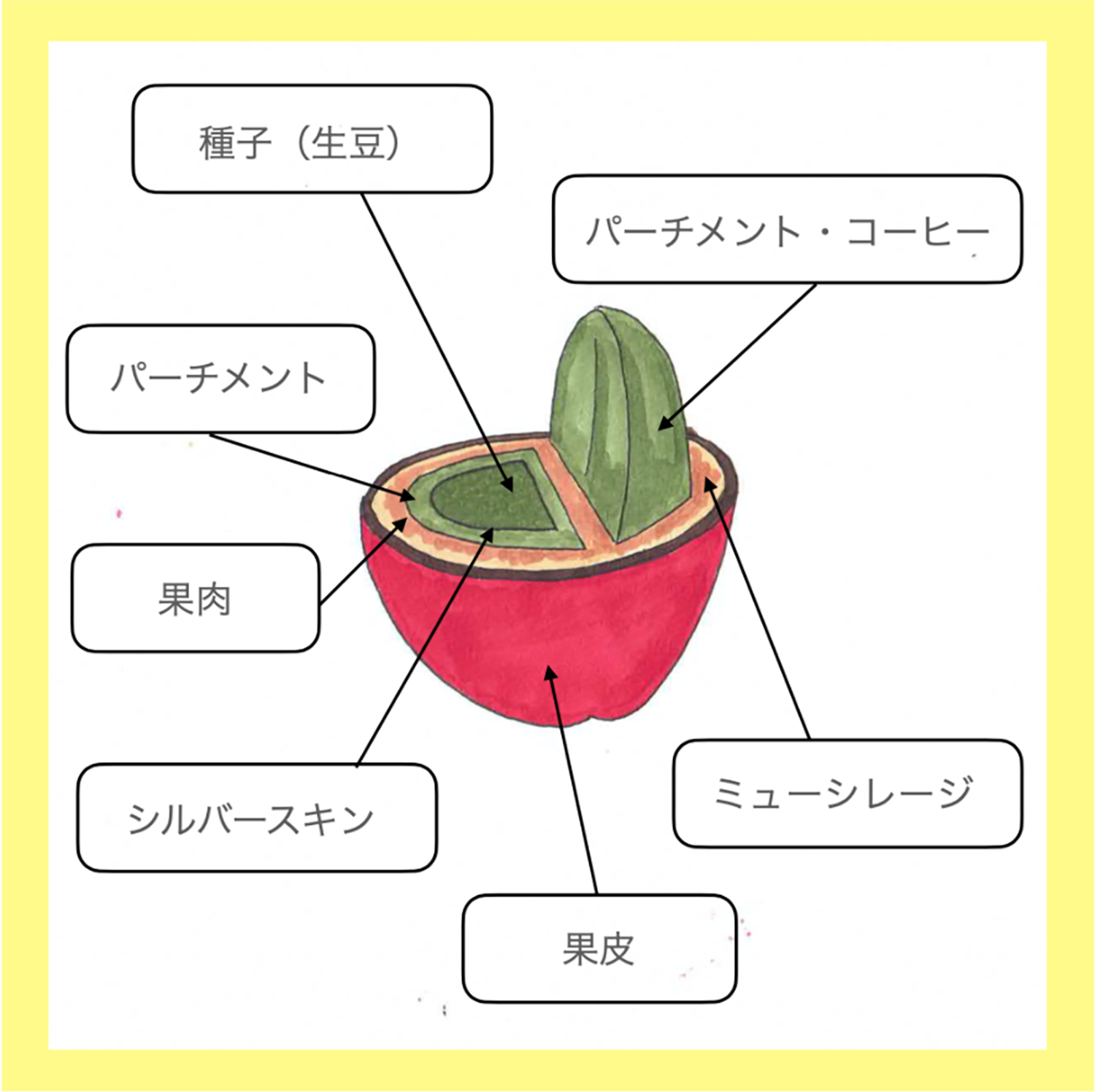 コーヒー豆とは？